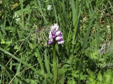 Orchis-militaris_растние
